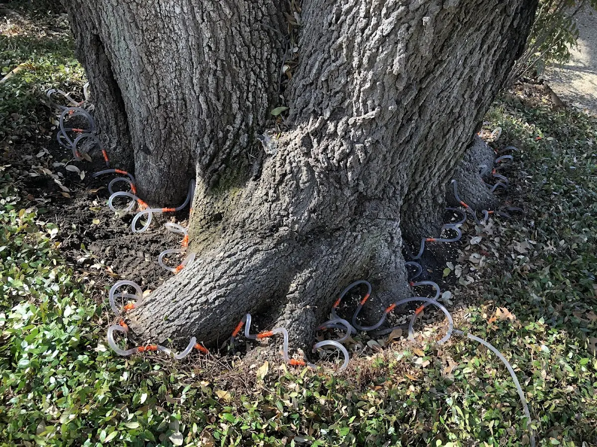 Detailed Tree Cabling and Bracing job site in Runnemede