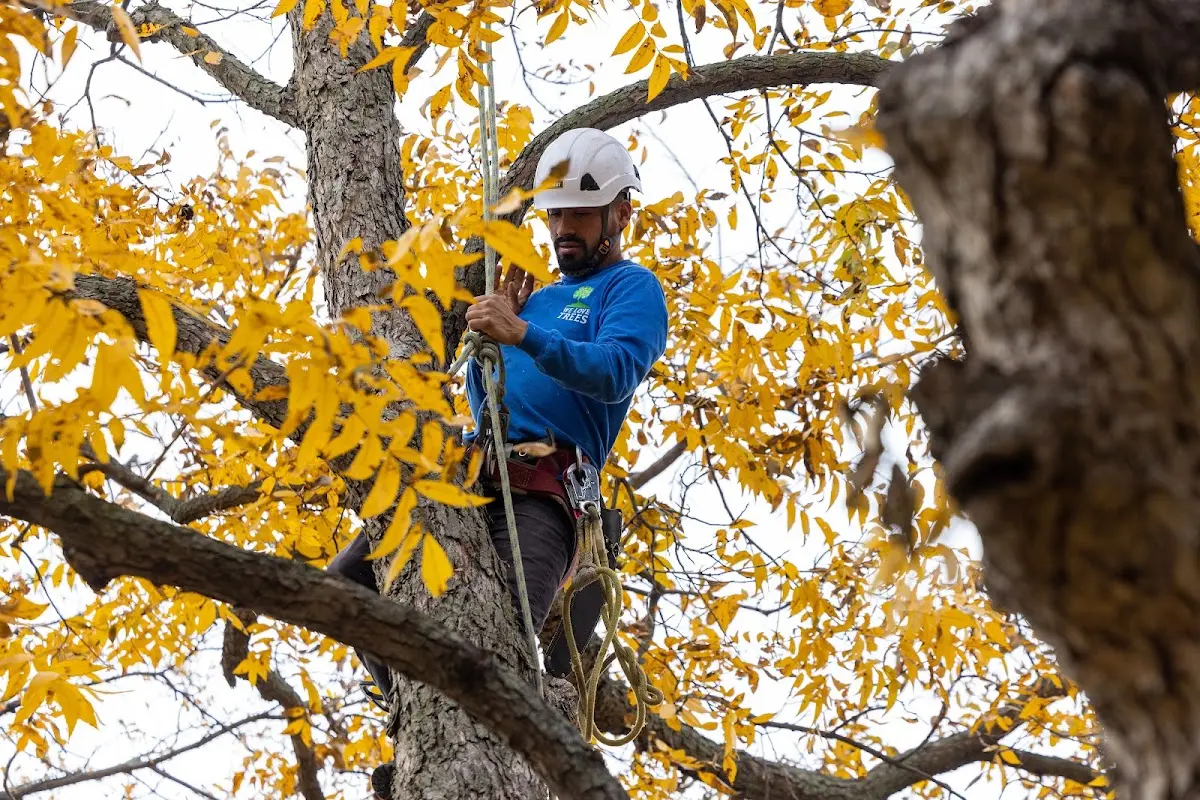 Skilled Tree Planing crew working in Runnemede